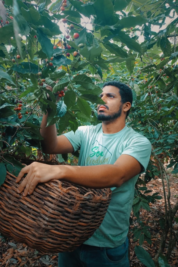 Um homem barbudo veste camiseta verde clara e segura um grande cesto de vime trançado enquanto colhe pequenos frutos em um cafeeiro.