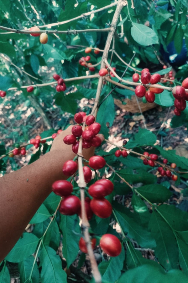 Uma mão estende-se em meio às folhas verdes de um cafeeiro para colher frutos maduros de cor vermelha intensa fixados nos galhos.