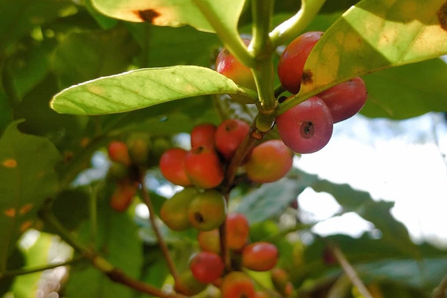 Close-up de um ramo de cafeeiro exibindo frutos maduros avermelhados e alguns verdes entre folhas verdes sob iluminação natural.