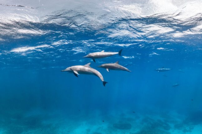 Vista subaquática de um grupo de golfinhos nadando em mar aberto e azul. A luz do sol penetra a superfície da água no topo da imagem.