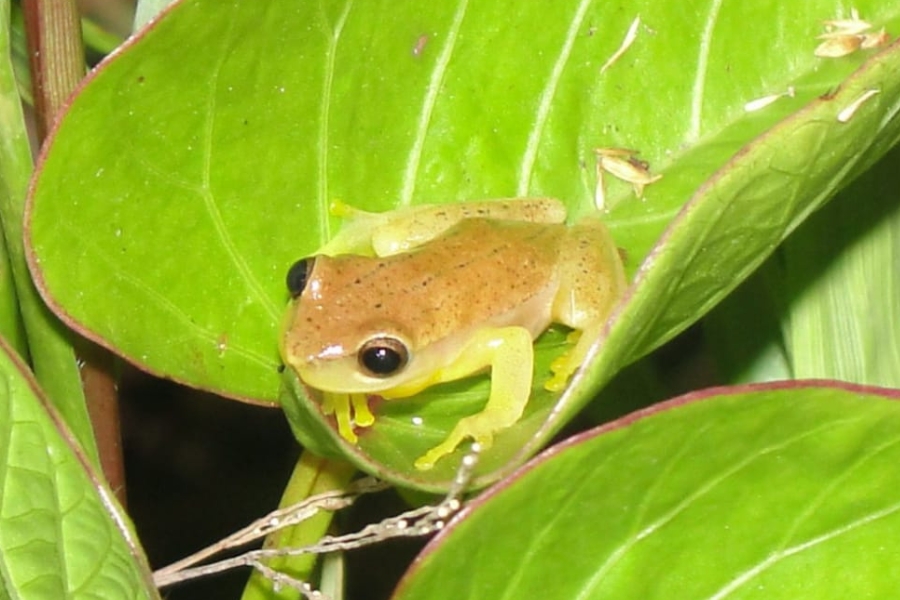 Pequena perereca de dorso marrom-claro e patas amarelo-esverdeadas sobre uma grande folha verde de planta.