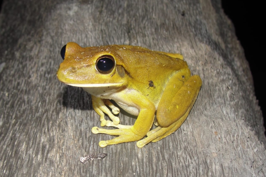 Perereca de coloração amarelada com grandes olhos escuros pousada sobre uma superfície de madeira cinzenta e rugosa.