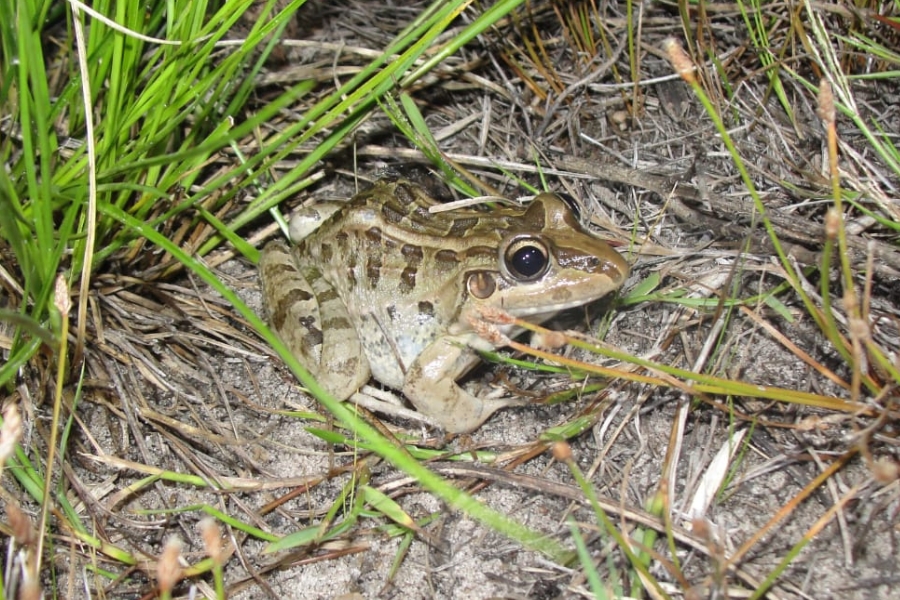 Rã de coloração marrom com manchas escuras e listras longitudinais no dorso, camuflada no chão entre folhas secas e folhas de capim verde.