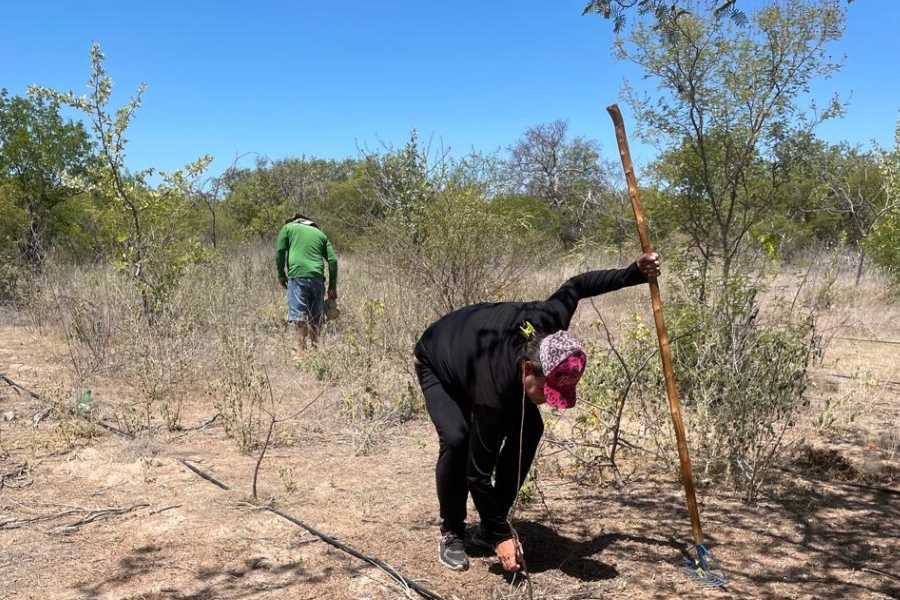 Mulher de blusa preta abaixada mexendo no chão semiárido com um rastelo longo e um homem de verde caminhando ao fundo entre a vegetação rasteira.
