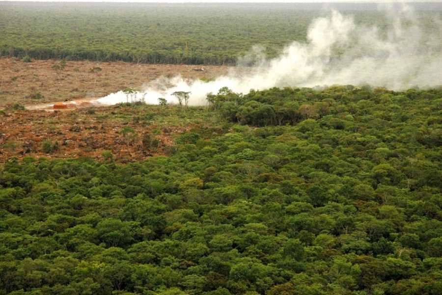 Imagem aérea mostra fumaça branca densa subindo de uma área desmatada em direção a uma floresta verde e fechada, que se estende até a linha do horizonte sob um céu claro.