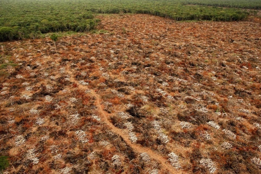 Vista aérea de uma grande área desmatada com solo coberto por galhos secos e uma estrada de terra sinuosa, que faz limite ao fundo com uma floresta densa e verde.