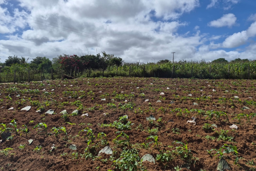 Solo de terra arada com brotos de plantas agrícolas sob céu parcialmente nublado e vegetação ao fundo.