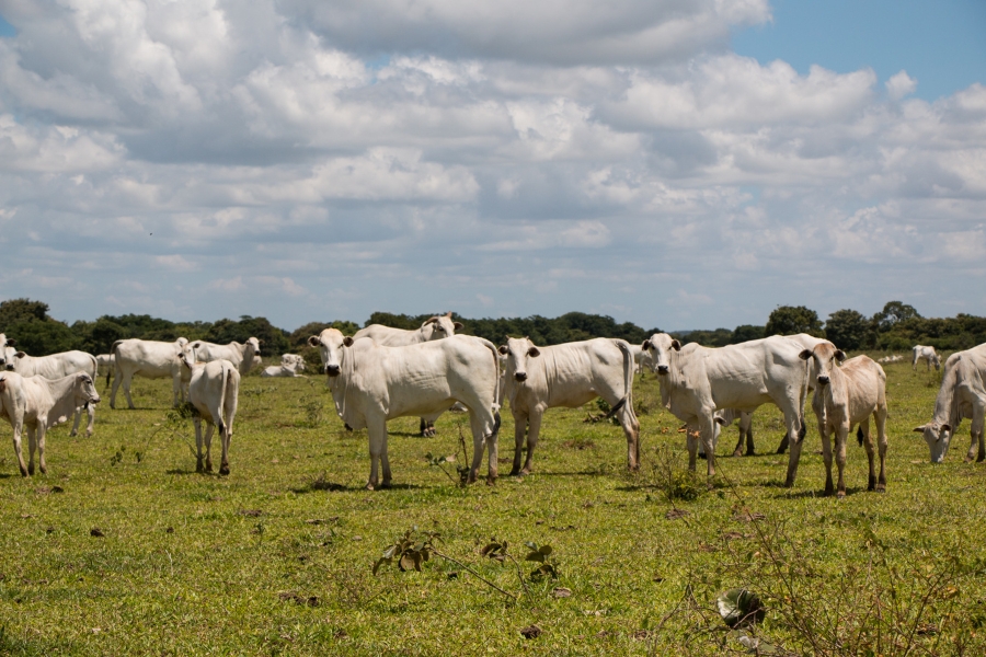 Fotografia de um rebanho de gado Nelore, de pelagem branca, espalhado por um pasto verde sob a luz do dia. Alguns bois olham em direção à câmera no centro da imagem. Ao fundo, há uma linha de árvores baixas e um céu azul parcialmente coberto por nuvens brancas e densas.