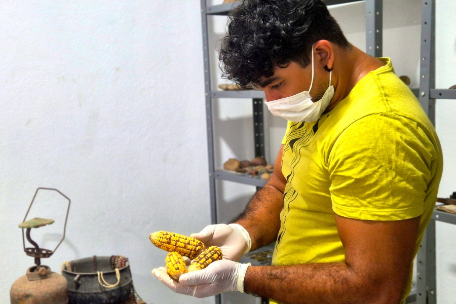 Homem de regata amarela, máscara e luvas brancas segura três espigas pequenas de milho seco. Ao fundo, prateleiras e objetos antigos.