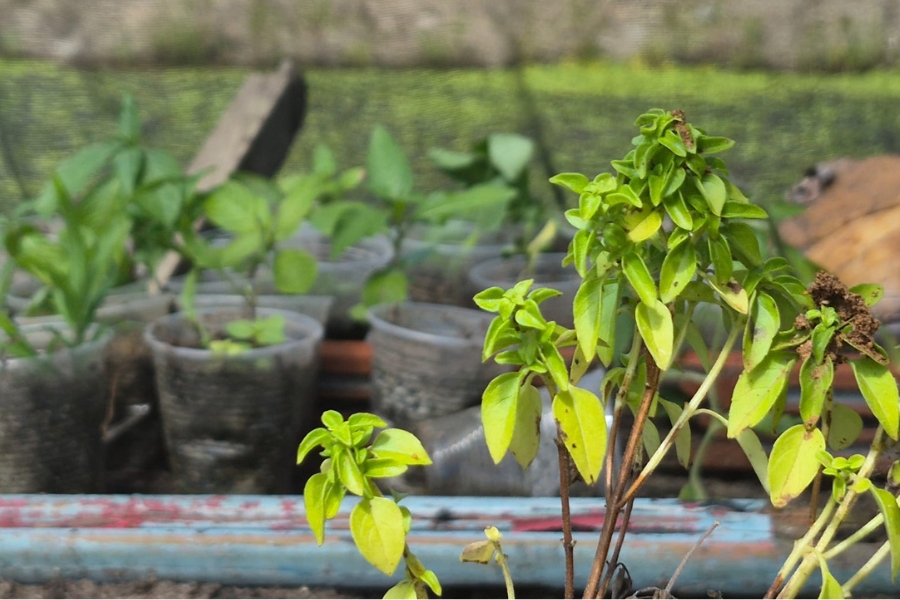 Uma foto em close foca em mudas verdes de manjericão plantadas em copos de plástico transparentes reciclados, que estão enfileirados sobre uma superfície. Outras mudas estão borradas ao fundo, sob uma tela de sombreamento.