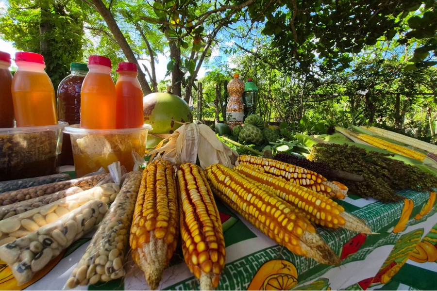 Uma mesa coberta por uma toalha estampada com frutas está repleta de produtos agrícolas. Em primeiro plano, várias espigas de milho seco. Atrás, garrafas PET com grãos e sementes, e potes plásticos transparentes cheios de mel líquido dourado e favos de mel.