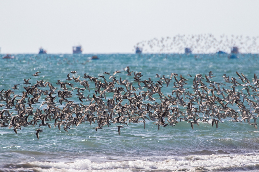 Fotografia em plano aberto e horizontal mostrando um grande bando de pássaros voando em revoada baixa sobre o mar. As centenas de pequenas aves cinzentas e castanhas estão agrupadas no centro da imagem, voando em sincronia da esquerda para a direita, quase rente às águas azul-esverdeadas cobertas de marolas e espumas brancas perto da praia. Ao fundo, no horizonte distante sob um céu claro de tom azul-pálido, observam-se silhuetas desfocadas de barcos de pesca ancorados e outro grupo menor de aves voando ao longe