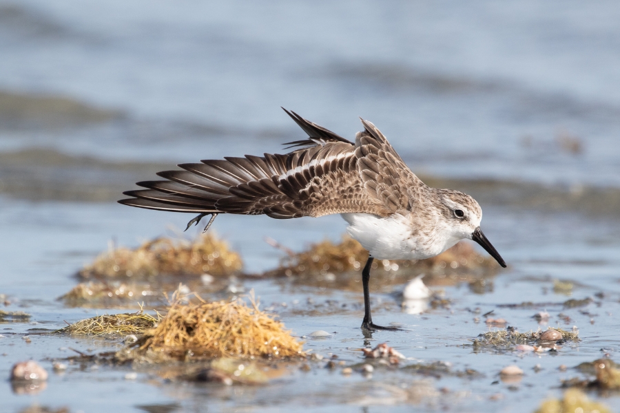 Fotografia em plano médio de um pássaro em uma praia rasa de água calmo-azulada, posicionado de perfil para a direita enquanto se espreguiça em apoio sobre uma só perna. O pequeno pássaro de bico preto fino e reto tem o peito e a barriga brancos, com o dorso e a cabeça cobertos por penas mescladas em tons de marrom, cinza e bege. Ele estica a asa direita e a perna direita para trás em um movimento elegante, exibindo as penas abertas e alinhadas da asa. O cenário é de água rasa e transparente, com pequenos montículos de algas amareladas e conchas espalhadas sobre a areia molhada