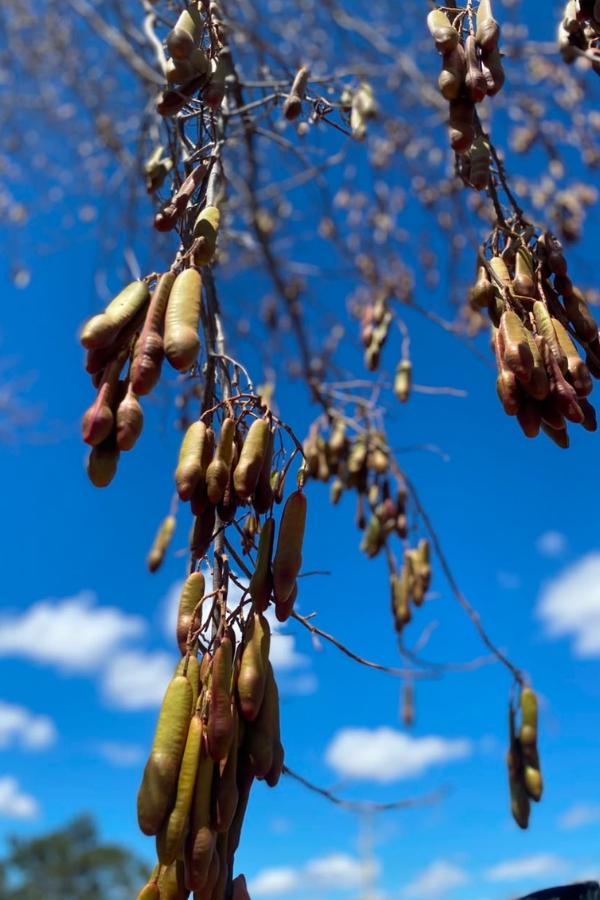 Fotografia em enquadramento vertical tirada de um ângulo inferior, mostrando galhos finos de uma árvore repletos de pequenos frutos pendurados em cachos alongados. Os frutos têm formato cilíndrico e arredondado, semelhantes a pequenas vagens, com tonalidades que variam entre o verde-oliva, o castanho e o avermelhado. Eles pendem em grande quantidade dos ramos secos, destacando-se contra o fundo de um céu azul intenso pontilhado por poucas nuvens brancas na parte inferior da imagem