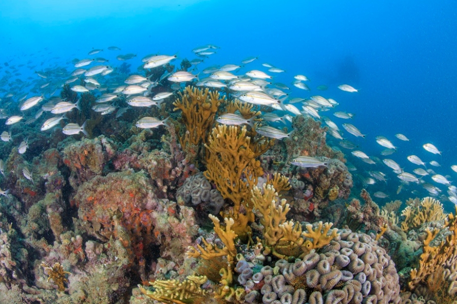 Fotografia subaquática na horizontal mostra um ecossistema marinho vibrante, dominado por formações de recifes de coral e um grande cardume de peixes nadando em águas azuis e cristalinas. Na parte inferior e central, erguem-se estruturas de corais de tom amarelo-ouro com ramificações verticais pontiagudas, semelhantes aos galhos de uma árvore. À direita e na base, há aglomerados de corais em forma de cérebros arredondados com texturas sulcadas em tom cinza-claro. À esquerda, a base do recife é formada por rochas e corais incrustantes em tons de marrom e avermelhado. Acima e ao redor dos corais centrais, dezenas de pequenos peixes prateados com listras amareladas na horizontal nadam sincronizados da esquerda para a direita. A iluminação natural vem do topo da imagem, e a água azul-clara se torna mais escura e profunda ao fundo