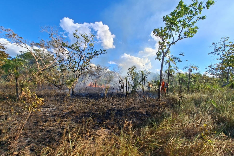 Fotografia em plano aberto e formato horizontal mostra uma área de vegetação nativa com trechos de queimada sob um céu azul ensolarado com nuvens brancas e volumosas. No primeiro plano, o solo exibe uma ampla faixa de vegetação rasteira e capim queimados, de tom escuro e encharcado de cinzas, que contrasta com pequenos tufos de capim seco ainda em pé no lado direito. Ao fundo, entre árvores esparsas de troncos retorcidos características do Cerrado, sobem labaredas de fogo alaranjadas e uma coluna de fumaça clara. À direita, ao fundo, observa-se a figura distante de brigadistas vestindo uniformes de proteção operando na contenção das chamas
