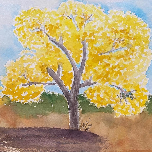 Pintura em aquarela que retrata uma árvore frondosa em plena floração amarela, semelhante a um ipê. O tronco é robusto, em tons de cinza e marrom, com galhos grossos que se ramificam por uma copa volumosa e expressiva formada por manchas translúcidas de amarelo e dourado. Abaixo da árvore, o solo é representado em tons terrosos com uma sombra escura projetada na base, tendo ao fundo uma faixa de vegetação verde e um céu azul-claro suave. Uma assinatura manuscrita aparece na parte inferior do tronco