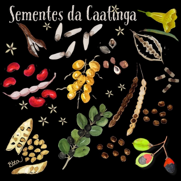 Uma ilustração botânica em aquarela sobre fundo preto, organizada em grupos, exibe a diversidade de sementes e vagens da Caatinga. No topo, o título "Sementes da Caatinga" em caligrafia branca. À direita, uma flor amarela vibrante e um galho verde. Embaixo dela, vagens escuras e pálidas se alinham ao lado de pequenos feijões pretos e sementes marrons arredondadas. À esquerda, uma vagem marrom aberta com sementes brancas, um cacho de sementes de cor creme, vagens de feijão rosa pálido e sementes vermelhas vibrantes e brilhantes. No centro inferior, um galho com folhas verdes escuras e pequenas bagas pretas está rodeado por sementes marrons escuras e sementes de cor creme de forma irregular. No canto inferior direito, uma semente preta e vermelha vibrante e brilhante e uma semente preta estão presas a um galho de cor bronzeada. Sementes e bagas flutuam entre os grupos, imitando pequenas estrelas. A assinatura do artista no canto inferior esquerdo
