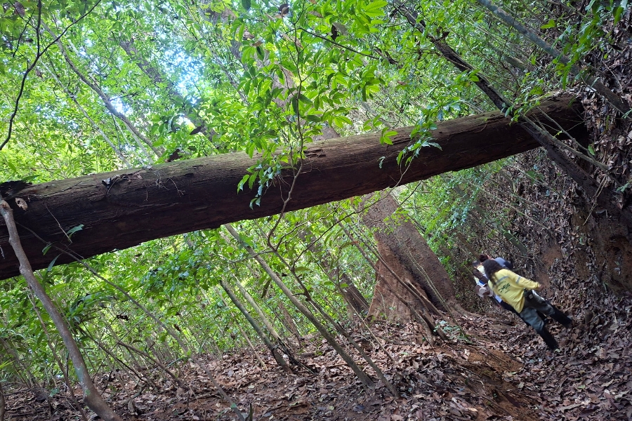 Um enorme tronco de árvore caído na horizontal cruza a parte superior da imagem, suspenso sobre uma trilha inclinado em meio a uma floresta densa e verdejante. No canto inferior direito, duas pessoas caminham de costas ao longo da trilha coberta de folhas secas, passando por baixo do grande tronco suspenso; uma delas veste uma camisa amarela de mangas compridas e calça escura. A vegetação ao redor é abundante, com árvores finas, folhagens verdes e troncos mais largos ao fundo, sob a luz natural que se infiltra pelas copas da mata