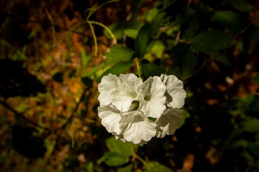 Fotografia em close-up focada em um buquê natural de flores brancas e delicadas no centro da imagem, cujas pétalas ligeiramente onduladas formam um formato arredondado. A iluminação direta destaca a textura e a alvura das flores, enquanto o fundo, composto por folhas verdes e terra, permanece escurecido e em desfoque