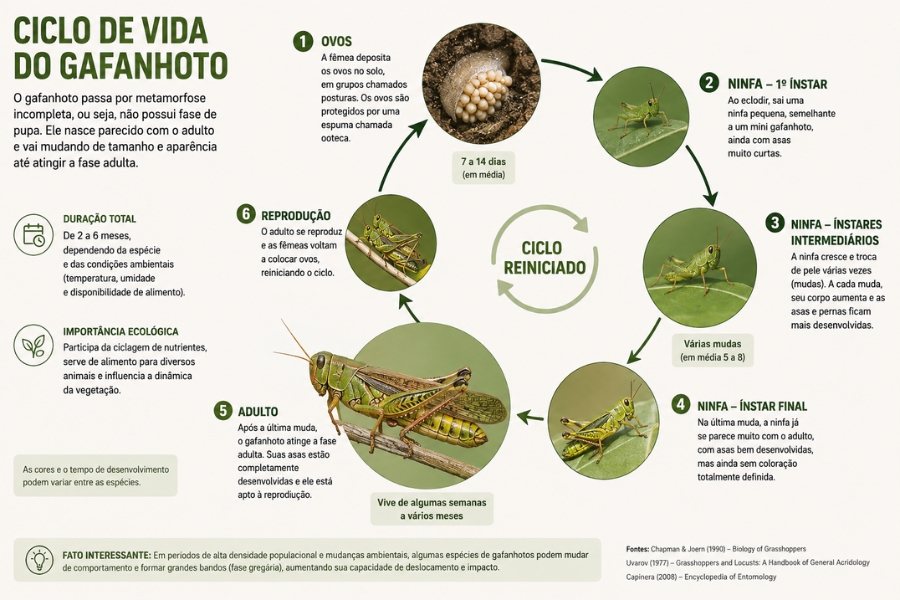 Um infográfico explicativo com fundo bege claro intitulado "CICLO DE VIDA DO GAFANHOTO" detalha o desenvolvimento do inseto em um fluxo circular numerado de 1 a 6, acompanhado por fotos em recortes redondos e textos explicativos. O ciclo começa no topo com a fase 1 (Ovos), mostrando um aglomerado de pequenos ovos esbranquiçados sob a terra protegidos por uma ooteca; segue no sentido horário para a fase 2 (Ninfa – 1º Ínstar), que exibe um pequeno gafanhoto verde de asas bem curtas sobre uma folha; passa pela fase 3 (Instares Intermediários), onde ele cresce e passa por várias mudas; chega à fase 4 (Ninfa – Ínstar Final), já com asas mais desenvolvidas; avança para a fase 5 (Adulto), representada por uma foto maior de um gafanhoto verde e marrom totalmente formado e apto a voar; e encerra na fase 6 (Reprodução), mostrando dois gafanhotos acasalando sobre um galho para reiniciar o ciclo. No canto esquerdo da imagem, blocos informativos adicionais explicam que a metamorfose do gafanhoto é incompleta (sem fase de pupa), que a duração total do ciclo varia de 2 a 6 meses e destacam a importância ecológica do inseto no ecossistema; já na borda inferior, há uma nota sobre o comportamento gregário de formar nuvens em períodos de alta densidade populacional e a indicação das fontes científicas utilizadas