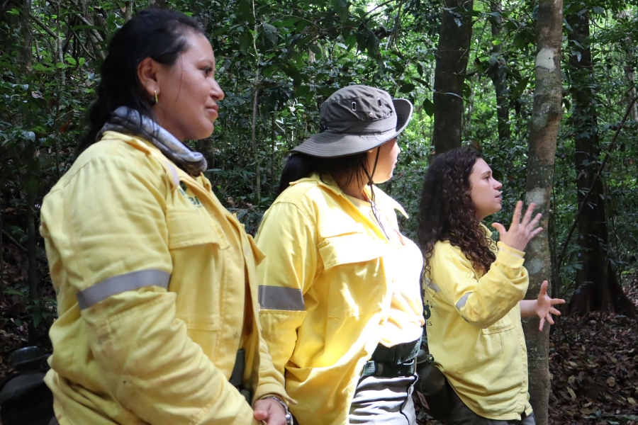 Fotografia em plano médio em ambiente de mata fechada, onde três pessoas usam camisas amarelas de manga longa e calças compridas operando a desobstrução de uma trilha de terra coberta por folhas secas. No centro, um grande tronco de árvore caído na horizontal bloqueia o caminho de um lado a outro. À direita do tronco, um homem de perfil ergue um facão sobre a cabeça para golpear a vegetação, enquanto uma mulher ao seu lado observa o tronco. Em primeiro plano, outra mulher curvada observa uma motosserra da marca Stihl posicionada no chão de terra. A vegetação densa e verde envolve todo o cenário, com folhagens espessas ao fundo e nas laterais da trilha