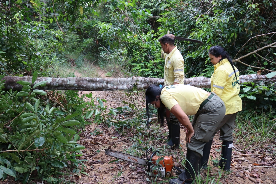 Três trabalhadores uniformizados da conservação, vestindo camisas amarelas e calças cargo verdes, estão trabalhando para limpar um caminho florestal de terra. O caminho é bloqueado por um tronco de árvore caído e podre. Um homem, em pé, empunha uma foice em riste para limpar a vegetação ao redor do tronco caído. Duas mulheres estão próximas dele, curvadas e observando atentamente uma motosserra da marca Stihl que está no chão, aos seus pés. O uniforme delas inclui logotipos visíveis nas costas. A floresta ao redor é densa e verdejante