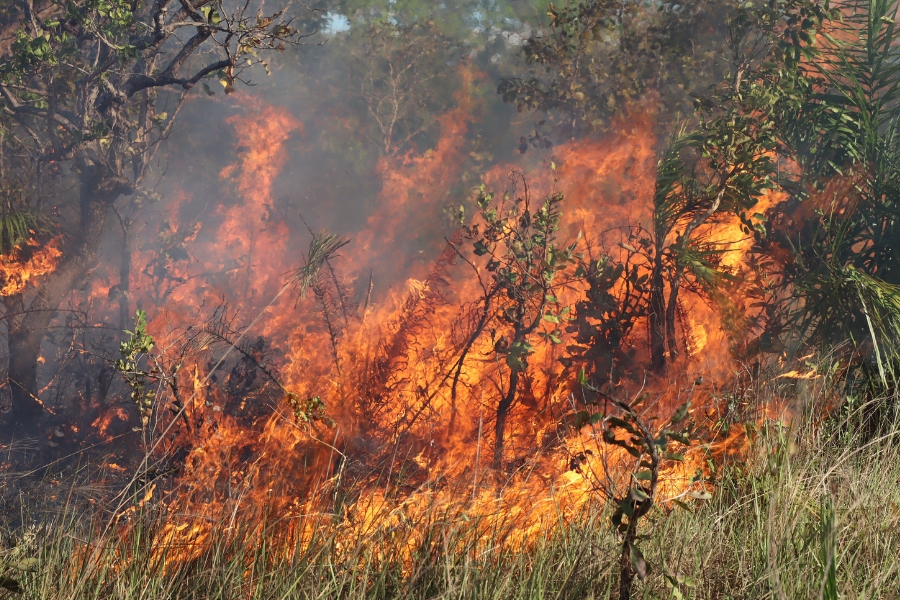 Fotografia horizontal mostra um incêndio florestal queimando com intensidade em meio à vegetação nativa. No centro e ao fundo, grandes labaredas em tons vibrantes de laranja e amarelo sobem alto, envolvendo arbustos, galhos e folhagens secas. Uma fumaça clara e densa preenche o ar e dispersa-se entre as copas das árvores ao fundo. Em primeiro plano, na parte inferior e à direita, ainda há faixas de vegetação rasteira e capim seco parcialmente verdes que estão prestes a ser consumidos pelas chamas que avançam da esquerda para a direita