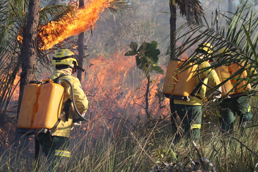 Fotografia horizontal mostra três brigadistas de combate a incêndios florestais em ação em meio à vegetação nativa tomada pelo fogo. No primeiro plano à esquerda, um brigadista visto de costas segura uma mangueira e carrega nas costas uma bomba costal de água amarela. Ele veste uniforme amarelo de proteção, capacete amarelado com o número 0490 e calça verde-escura com faixas reflexivas nas pernas. No lado direito, outros dois brigadistas também usam bombas costais amarelas e capacetes, inclinando-se ligeiramente para a frente enquanto avançam pela vegetação seca e alta. Ao fundo e à esquerda, labaredas intensas de fogo em tom alaranjado vibrante consomem a vegetação rasteira e atingem as palhas de uma palmeira, espalhando uma fumaça clara pelo ar
