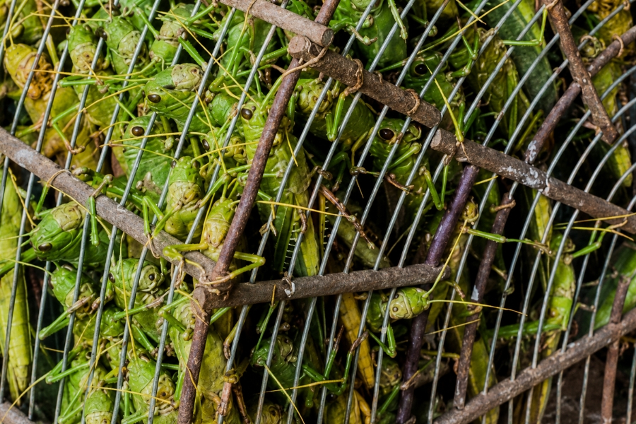 Uma fotografia em plano detalhado mostra dezenas de gafanhotos de cor verde-viva densamente amontoados dentro de uma gaiola ou armadilha artesanal, feita com uma estrutura de galhos de madeira amarrados sobre uma malha metálica curvada. As grades e arames prateados cruzam a imagem na diagonal e em arcos, revelando as cabeças, olhos escuros, pernas finas e longas antenas amareladas dos insetos que tentam se mover no espaço apertado