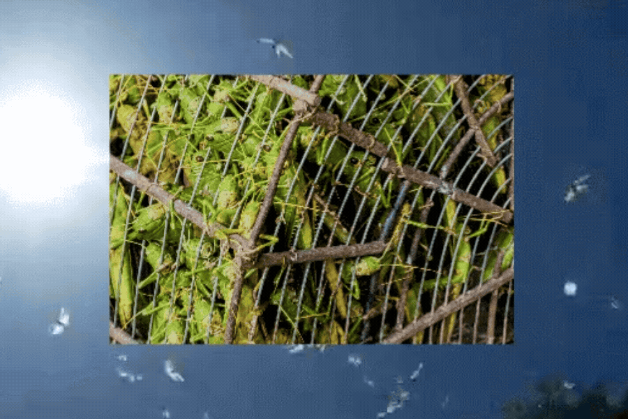 Um GIF com um efeito de montagem digital que combina duas imagens: no fundo, há um céu azul vívido banhado pela luz forte do sol, onde vários pequenos insetos ou pássaros voam em movimentos rápidos; sobreposto no centro da tela, há um quadro retangular mostrando uma gaiola ou armadilha improvisada, feita de malha metálica e amarrada com galhos de madeira, completamente cheia de gafanhotos verde-vivos amontoados