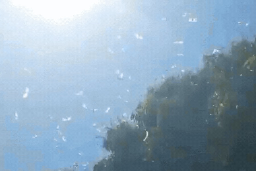 Um GIF gravado em ângulo contraponto mostra um céu azul brilhante banhado pela forte luz do sol no canto superior esquerdo, enquanto a copa verde e frondosa de uma árvore ocupa a parte inferior direita. Dezenas de pequenos insetos voadores, como gafanhotos, cruzam o ar em movimentos ágeis e frenéticos por toda a tela, refletindo pontos esbranquiçados de luz contra o céu azul e próximo às folhas das árvores