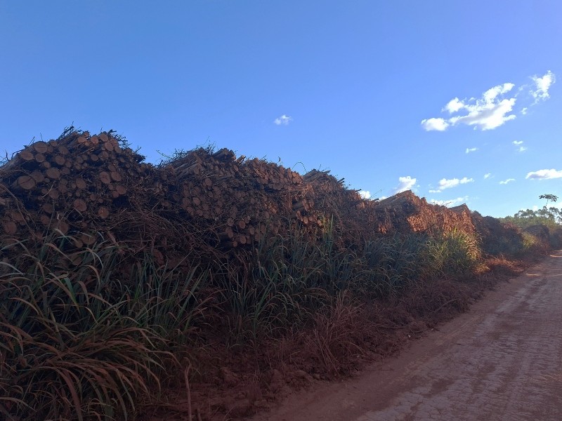 Uma grande quantidade de troncos de madeira finos e cortados está empilhada em uma longa extensão ao longo de uma estrada de terra avermelhada, sob um céu azul ensolarado com poucas nuvens brancas à direita. A pilha de lenha se estende do canto esquerdo em direção ao fundo da imagem, revelando as extremidades arredondadas dos troncos cortados, intercaladas por galhos e folhagens secas. Na base do monte, ao lado do caminho de terra, cresce uma vegetação alta e verde que se mescla ao tom terroso do solo