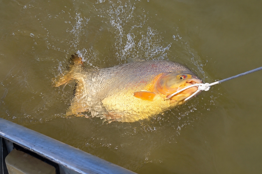 Uma fotografia capturada de um ângulo elevado ao lado da borda de um barco mostra um grande peixe sendo puxado para fora de uma água turva e esverdeada. O peixe tem o corpo robusto e arredondado, com escamas prateadas no dorso, ventre amarelado e nadadeiras com tons alaranjados. Ele debate-se na superfície provocando respingos de água ao redor, enquanto é preso pela boca por uma corda branca fina e com nó que se estende até o canto superior direito da imagem