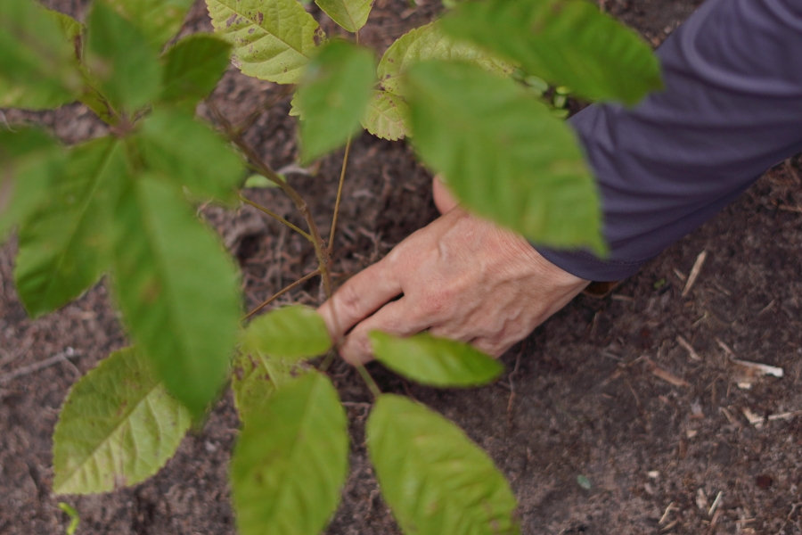 Uma vista de cima para baixo em close-up mostra uma mão direita com a manga preta do braço superior pressionando o solo próximo à base de uma planta jovem de cor verde, onde as raízes marrons podem ser vistas. A pele da mão é de cor bronzeada. A pele tem rugas e linhas, especialmente em torno das articulações e do pulso. O solo tem uma textura de aparência natural, com pequenas pedras e raízes visíveis nele. A planta jovem tem várias folhas ovais de cor verde com veias marrons, e algumas das folhas inferiores perto da mão parecem ligeiramente amareladas e acastanhadas em suas pontas. A planta está perto da base de uma planta frondosa maior