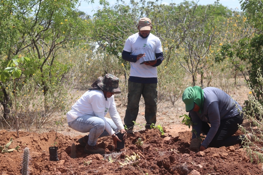 Nesta foto horizontal, três pessoas estão plantando mudas em um campo seco e árido com vegetação esparsa sob um céu azul claro. No centro e atrás, está um homem, de frente para a câmera, vestindo uma camiseta branca com mangas longas por baixo, calças camufladas e boné bege. Ele está em pé em cima de uma pilha de solo rochoso e marrom com vegetação rasteira e arbustos verdes e amarelos ao fundo. Ele está usando um tablet preto. No lado esquerdo, em pé na pilha de solo, está uma mulher, ligeiramente inclinada para a direita, segurando  uma pequena muda num saco preto. Ela está vestindo uma camiseta branca de mangas compridas, calças jeans azuis e um chapéu camuflado marrom. Do lado direito, ao lado do homem e da mulher, está uma pessoa, de frente para o solo em que está plantando a muda, agachada. A pessoa veste uma camisa de manga comprida cinza, calças pretas e um boné verde. Várias mudas e pequenas plantas verdes estão espalhadas no solo rochoso à frente delas. Ao redor há plantas verdes e arbustos. O céu é de cor azul claro com nuvens brancas