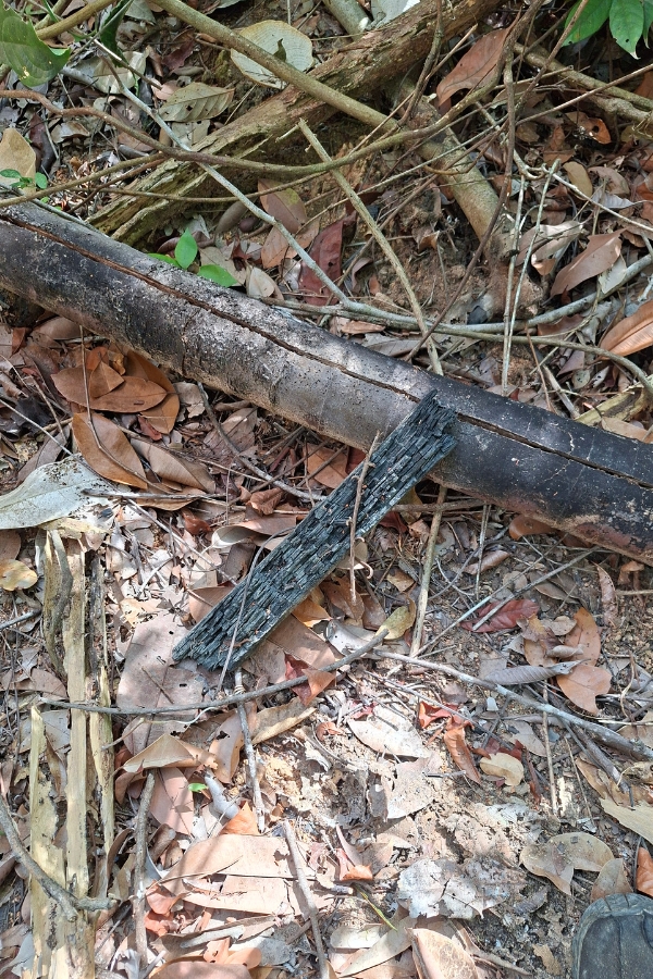 Um pedaço retangular de madeira bastante carbonizado e negro, com textura porosa de carvão, repousa na diagonal sobre a folhagem seca e a terra do chão da floresta. Logo atrás dele, atravessando horizontalmente a imagem, há um tronco longo e cilíndrico com a casca acinzentada e rachaduras ao longo de sua extensão. O solo ao redor é coberto por folhas secas em tons de marrom e bege, pequenos galhos finos e pedaços de madeira em decomposição, além de uma ponta de calçado visível no canto inferior direito