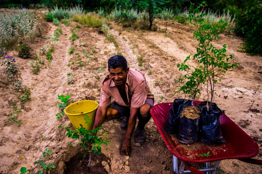 Homem agachado plantando uma muda na terra. Ao lado, um balde amarelo e um carrinho de mão vermelho com outras mudas embaladas em sacos pretos.