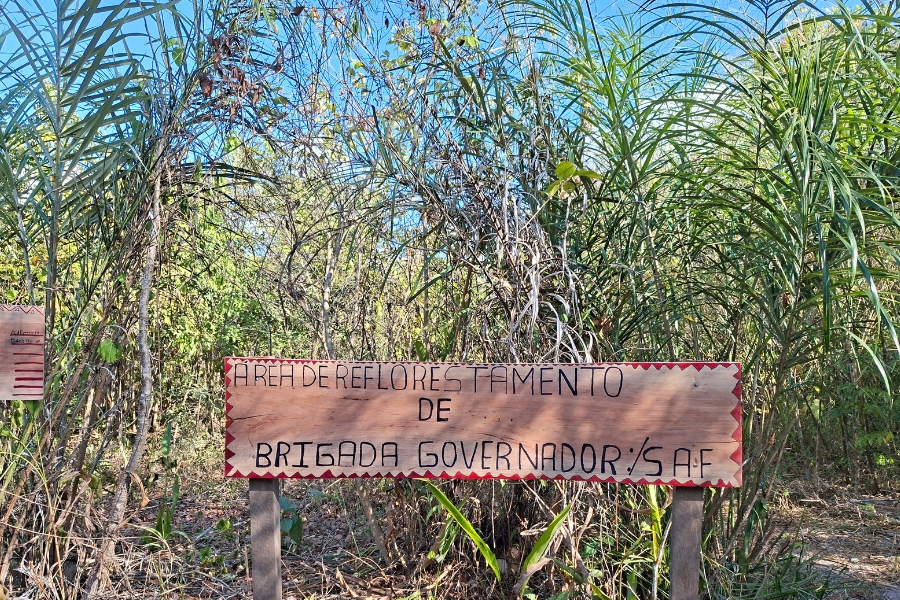 Fotografia horizontal de uma placa fixada em dois estacas de madeira no centro da imagem, cercada por vegetação ao ar livre. A placa retangular, feita de madeira clara, possui uma borda pintada em vermelho com pequenos triângulos e traz a inscrição em letras maiúsculas pretas gravadas à mão: “ÁREA DE REFLORESTAMENTO DE BRIGADA GOVERNADOR/SAF”. Ao fundo e nas laterais, ergue-se uma vegetação diversificada, composta por arbustos, galhos finos e plantas de folhas longas e verdes semelhantes a palmeiras, sob a luz do sol e um céu azul visível na parte superior