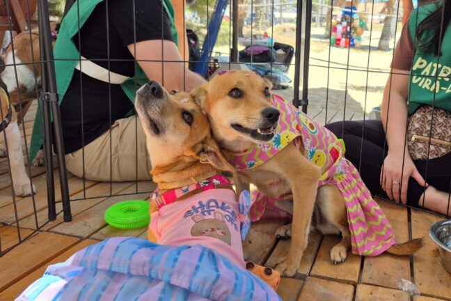 Dois cachorrinhos vira-latas de pelagem caramelo usando roupinhas coloridas, encostados carinhosamente um no outro dentro do espaço de adestramento/adoção.