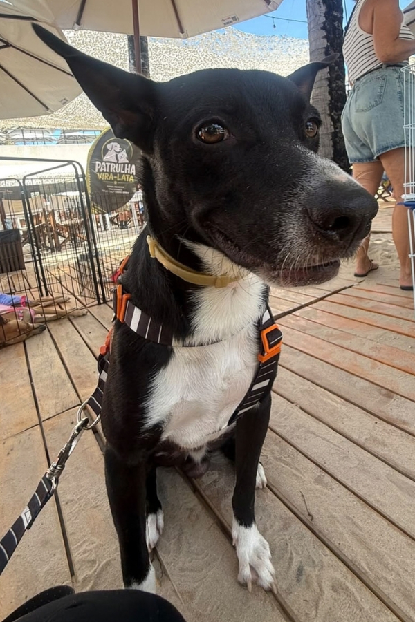 Um cão de porte médio, de pelagem preta com peito e patas brancas, usando peitoral de passeio e olhando atento para a câmera em uma feira de adoção do projeto Patrulha Vira-Lata.