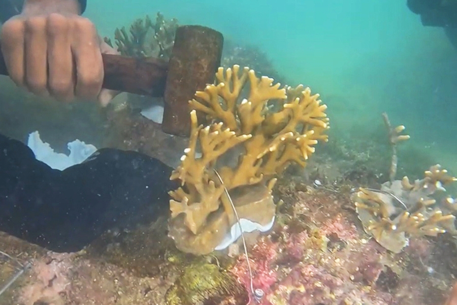 Mergulhador utiliza ferramentas para fixar ou manejar uma colônia de coral no fundo do mar.
