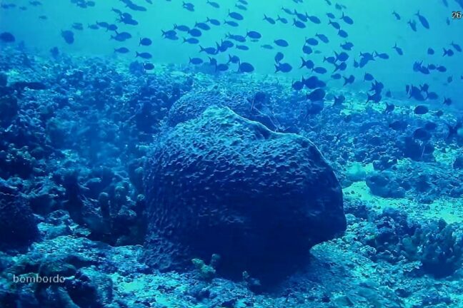 Esponja-barril de grande porte no fundo do oceano cercada por um cardume de peixes.