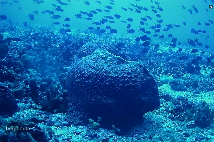 Esponja-barril de grande porte no fundo do oceano cercada por um cardume de peixes.