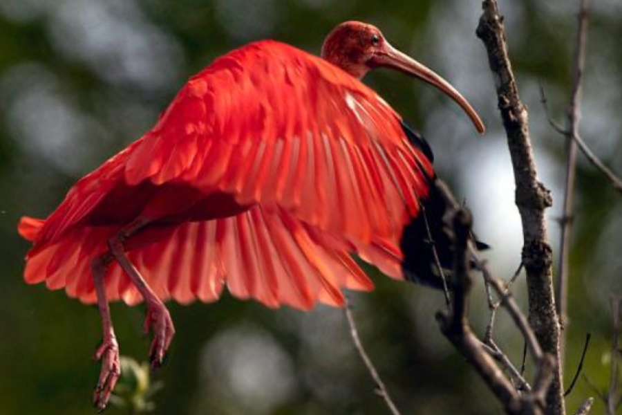 Guará vermelho pousando ou levantando voo de galhos secos, com asas bem abertas em primeiro plano.