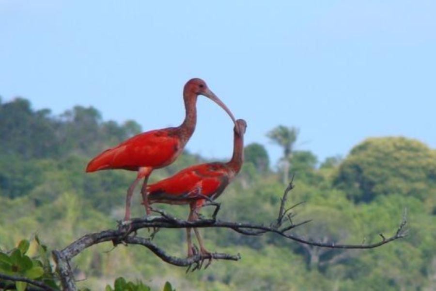 Dois guarás vermelhos pousados em um galho seco de árvore diante de uma colina arborizada.