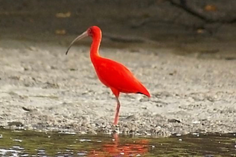 Guará de plumagem vermelha em pé sobre a lama à beira da água, visto de perfil.
