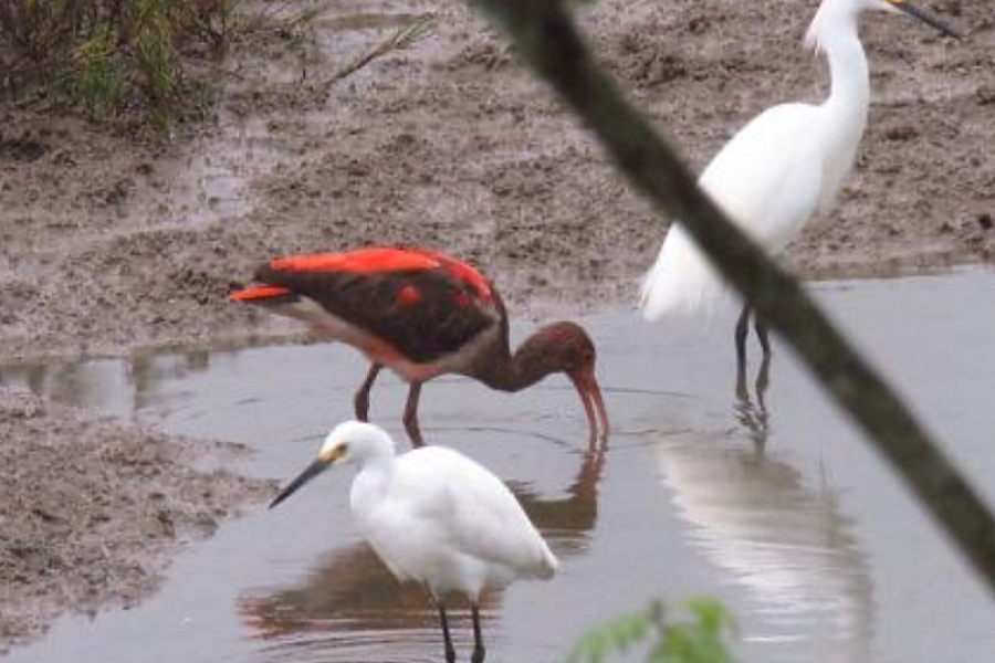 Guará de tom castanho-avermelhado e duas garças-brancas alimentando-se em uma área alagada e lamacenta.