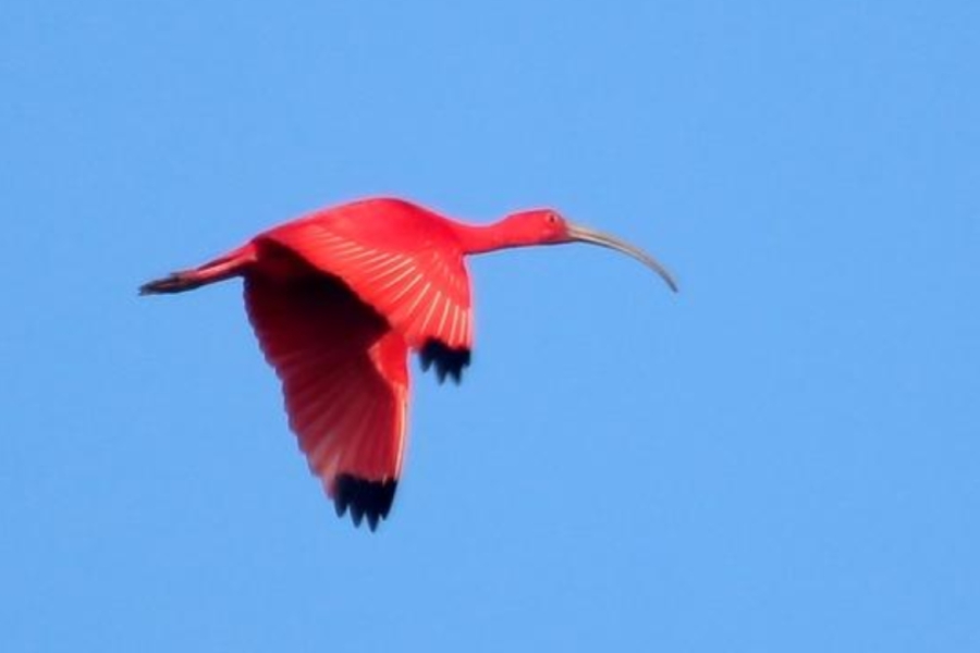 Guará de plumagem vermelha intensa e pontas das asas pretas voando contra um céu azul limpo.