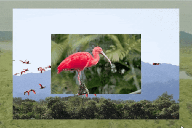 Composição de imagens exibindo uma foto central de um guará em um tronco sobreposta à foto de um bando voando sobre árvores e montanhas.